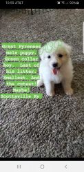 Great Pyrenees male puppy