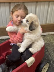 Pure Bread Great Pyrenees Puppies