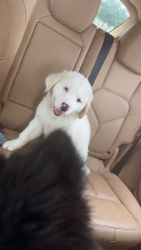 Great Pyrenees