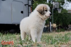 Great Pyreneese puppies
