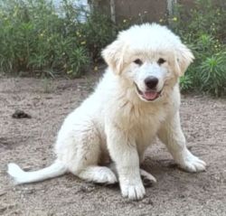 Great Pyreneese Puppies