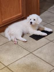 Purebred Great Pyrenees