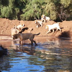 Livestock Guardian Puppies ready for loving hime