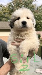 Great Pyrenees, full blooded puppies