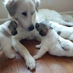 AKC Great Pyrenees Livestock Guardian Puppies Purebred