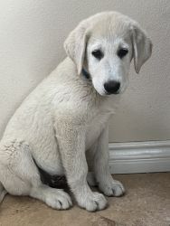 Great Pyrenees 2 months boy