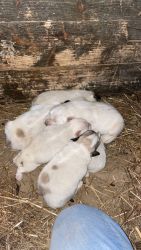 CKC Registered Great Pyrenees puppies