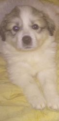 Great Pyrenees puppies for sell