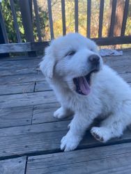 Purebred Great Pyrenees Puppies