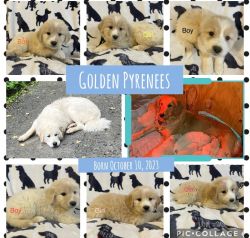 golden pyrenees puppies