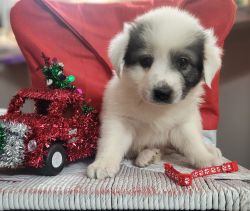 Indiana Great Pyrenees available New Years Eve