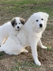 FREE Great Pyrenees to give Florida Gainseville