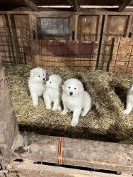 Farm Raised Great Pyrenees Puppies