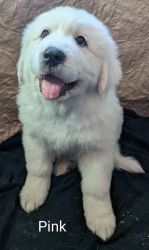 AKC Great Pyrenees female Puppy DOB 12/12/2023