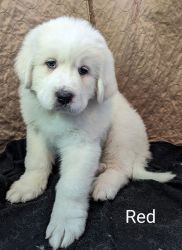 AKC Great Pyrenees female Puppy DOB 12/12/2023