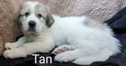 AKC Great Pyrenees male Puppy DOB 12/12/2023