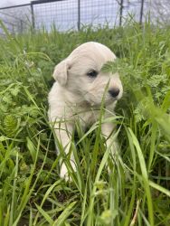 Great Pyrenees Puppies - Girl - Poppy