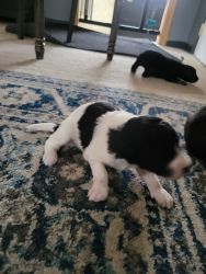 New born puppies