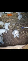 Great Pyrenees 4 months old Seguin TX