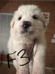Great Pyrenees Female 3