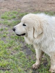 Purebred Great Pyrenees Puppies for Sale