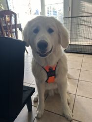 9 month old male Great Pyrenees