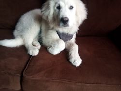 Male LGD 10 weeks old full breed great Pyrenees