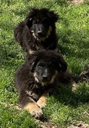 Shepnees (Great Pyrenees/Belgian Shepherd)puppies