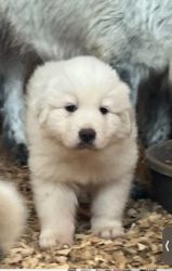 Gorgeous Great Pyrenees puppies for sale