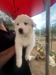 12 week old Great Pyrenees/Husky mix puppies
