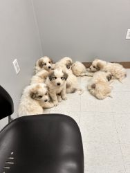 Great Pyrenees puppies from working parents
