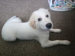 Female great pyrenees 4 months old