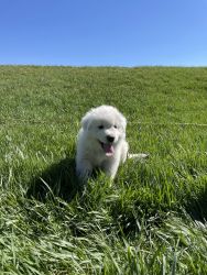 Great Pyrenees LGD’s for sale!
