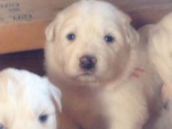 AKC Great Pyrenees Puppies
