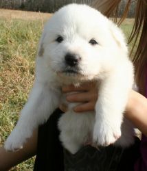 CKC great Pyrenees puppies