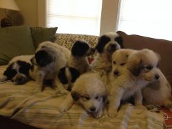 Great Pyrenees Puppies (lgd)