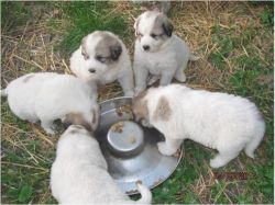 Charming 11-weeks Great Pyrenees Puppies Ready