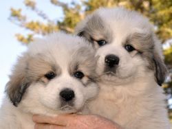 Great Pyrenees Puppies AKC