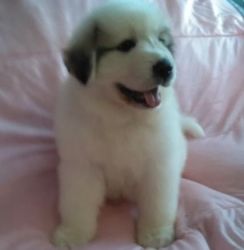 great pyrenees puppies for sale