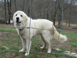 Great Pyrenees - Male - 20 Months - Large Dog