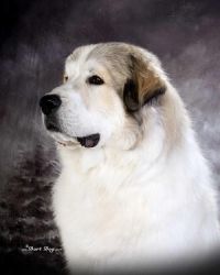 Great Pyrenees AKC Puppies