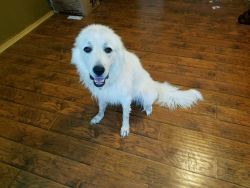 2 free Great Pyrenees