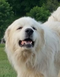 Great pyrenees Dogs and puppies for sale