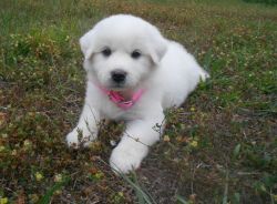 X-Mas Great Pyrenees Puppies Cute Puppies sweet and Charming