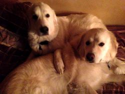 Great Pyrenees Available for Christmas - Help A Pyr Find Happiness!!!