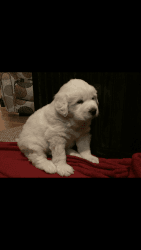 8 Great Pyrenees puppies AKC registered born 12/10/2016