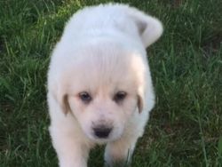 lovely great pyrenees pups for sale
