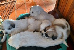 Ckc Great Pyrenees Puppies