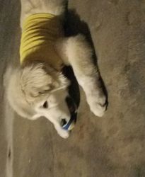 4 months Great Pyrenees Dog sales by owner
