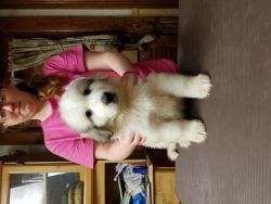 Champion Sired Great Pyr Puppies